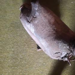 Gourde armee francaise 1ere guerre mondiale