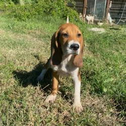 Beagle au lievre