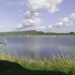 Gabion à Varaville (14 Calvados)