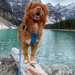 Laisse en corde pour chien