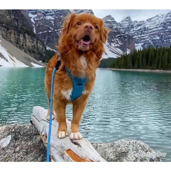 Laisse en corde pour chien