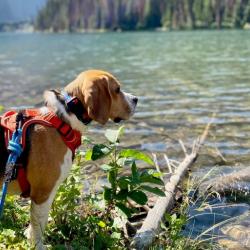 Laisse en corde bleue pour chien