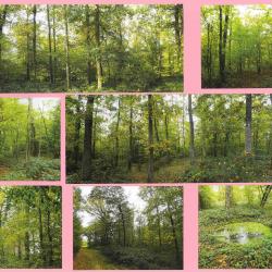 9,8395 ha - FORÊT DU RICHERAI - ( 27 ) EURE