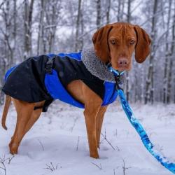 Parka isol&eacute;e pour chien Glacier (manteau d'hiver)