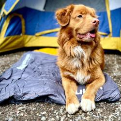 Sac de couchage pour chien