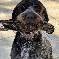 Recherche étalon Griffon Korthals LOF - Var (février 2026)