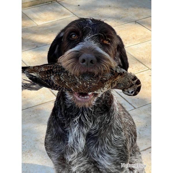 Recherche étalon Griffon Korthals LOF - Var (février 2026)