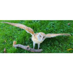 Chouette empaillée pour décoration