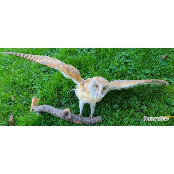 Chouette empaille pour dcoration