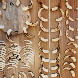 defense de phacochere