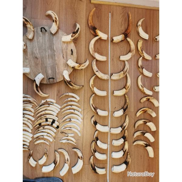 defense de phacochere