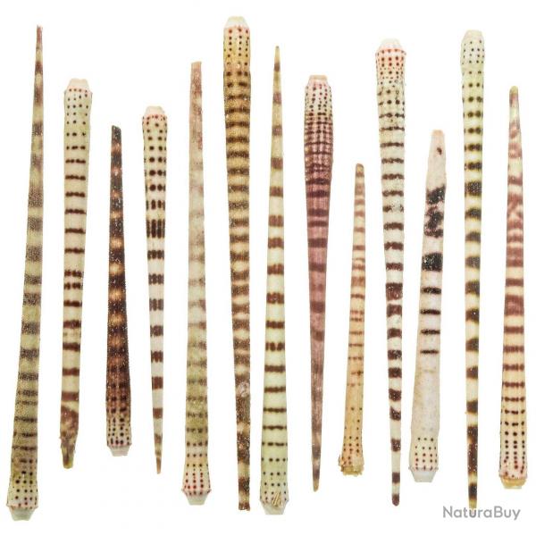 Epines d'oursin tigr - Lot de 25