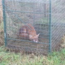 Cage spéciale renard grillage mailles carrées 5cm 200x75x75cm