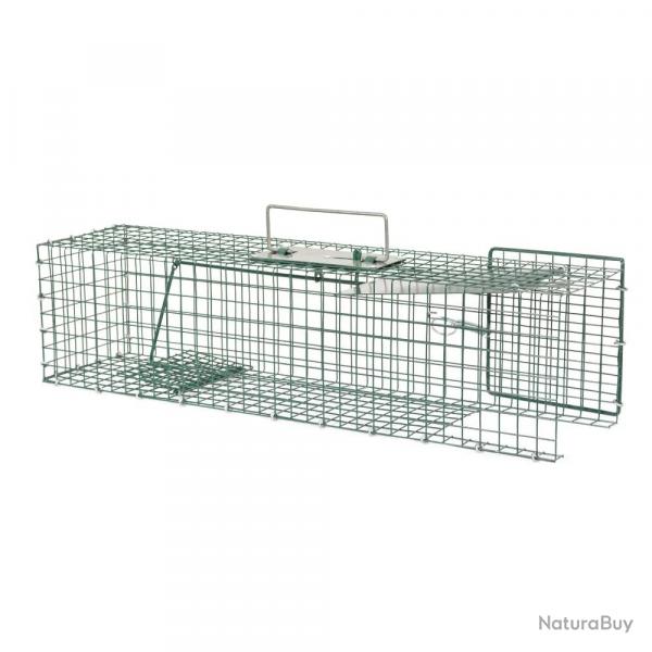 Pige  rat pour trous et passages