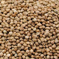 Graines de chanvre 0.8 kg