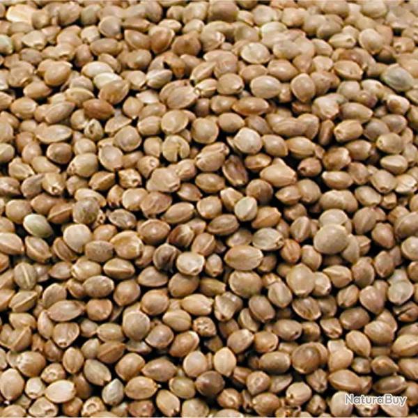 Graines de chanvre 3.5kg