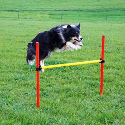 Kit complet d'agilité pour chien Agility en 3 parties
