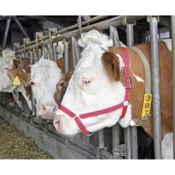 Licol pour bovins Nylon Bleu