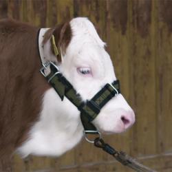 Licol pour veau réglable