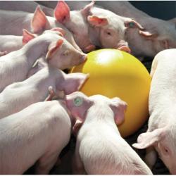 Balle anti-stress PVC pour porcelets