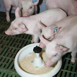 Mangeoire en plastique pour porcelets 2,5L