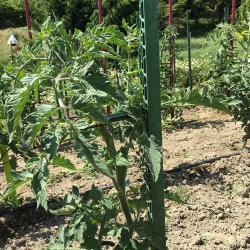 Tuteur plastifié 150cm