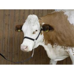 Licol de présentation Bovin + Longe