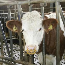 Lot de 2 antitêteurs Müller veaux Moyen modèle