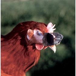 Antipicage Speed-lune par lot de 5 ou 100 Lot de 5