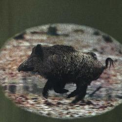 T-Shirt Imprimé sanglier kaki M à 3XL M