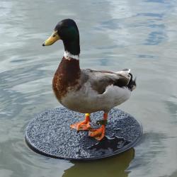 Plateau flottant pour appelant plastique solide diamètre 34 cm