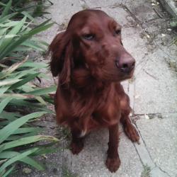 Femelle setter irlandais rouge