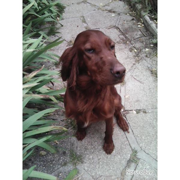 Femelle setter irlandais rouge