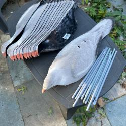 Formes blettes magnum de pigeons