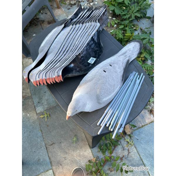 Formes blettes magnum de pigeons