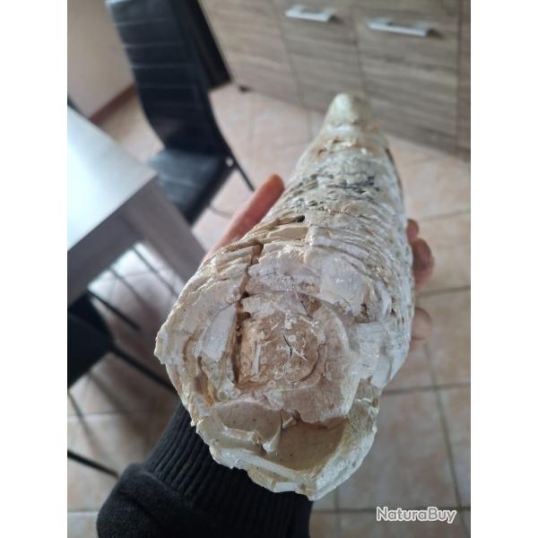 Defense de mammouth laineux