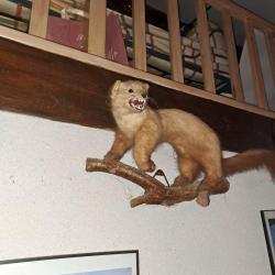 Taxidermie