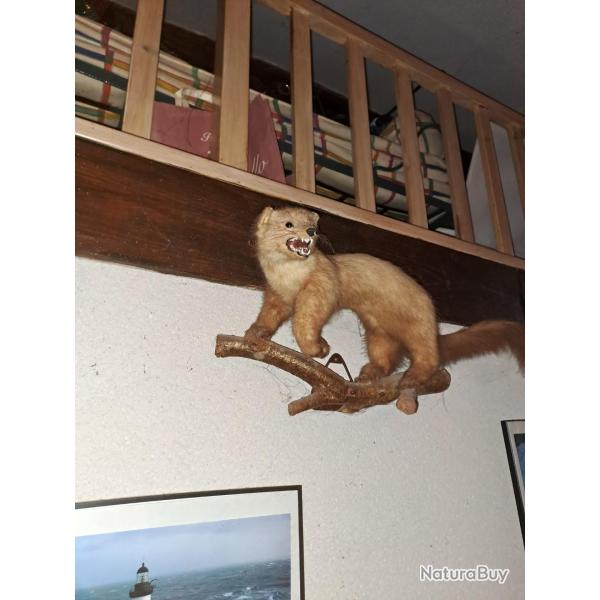 Taxidermie