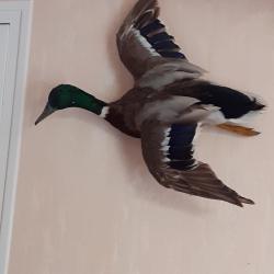 CANARD COL VERT