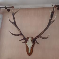 MASSACRE GRANDES CORNES CERF