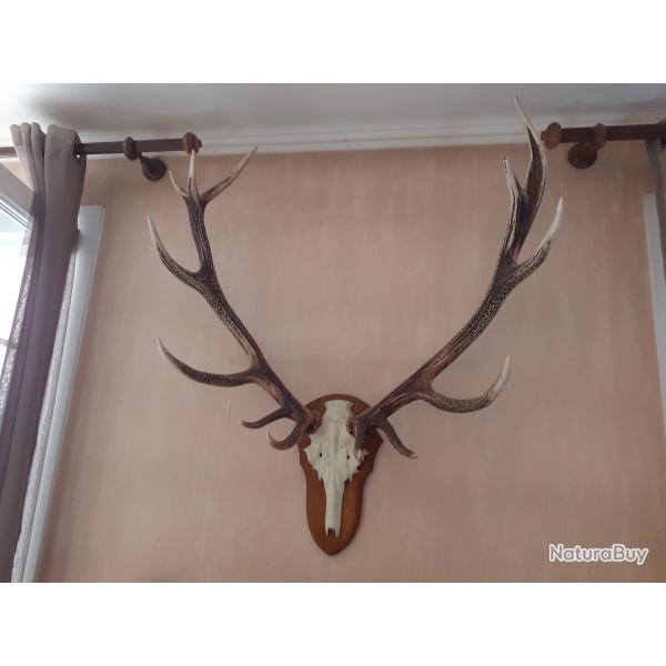 MASSACRE GRANDES CORNES CERF