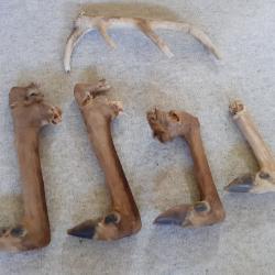 LOT DE PATTES ET CORNE