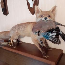 RENARD AVEC GEAI DANS LA GUEULE