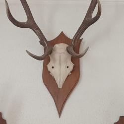 MASSACRE MOYENNES CORNES