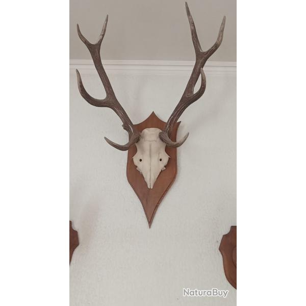 MASSACRE MOYENNES CORNES