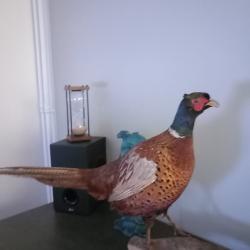 Faisan sauvage empaillé