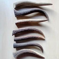 Bois de cerf naturel