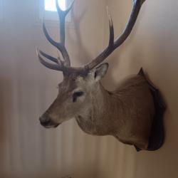 Trophée tête de cerf
