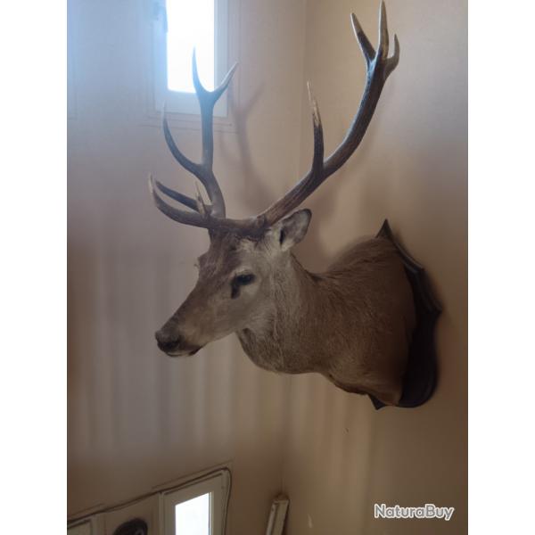Trophe tte de cerf