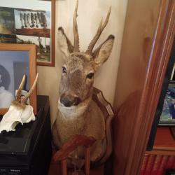Trophée tête de chevreuil